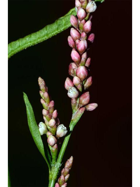 Polygonum pensylvanicum (Pennsylvania smartweed) #71543