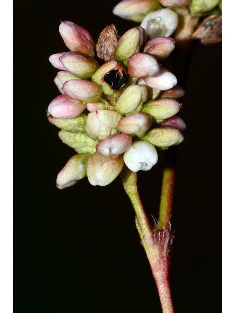 Polygonum pensylvanicum (Pennsylvania smartweed) #71548