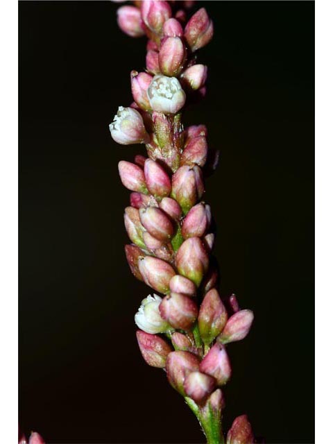 Polygonum pensylvanicum (Pennsylvania smartweed) #71549