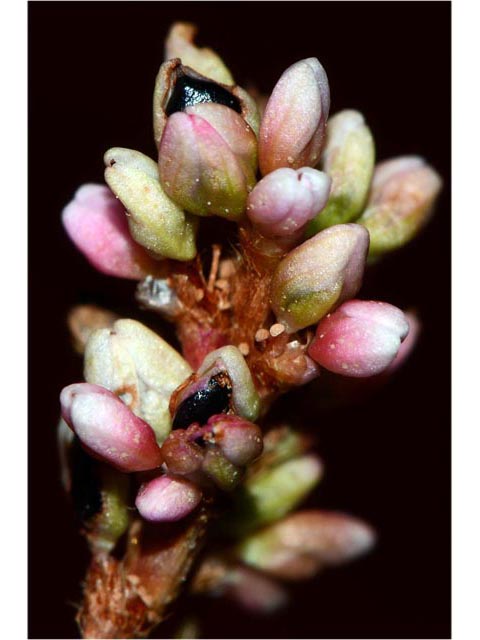 Polygonum pensylvanicum (Pennsylvania smartweed) #71555