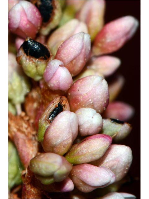 Polygonum pensylvanicum (Pennsylvania smartweed) #71557