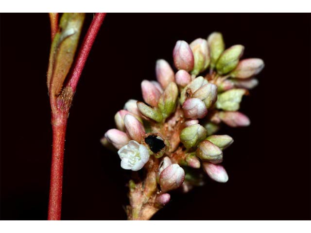 Polygonum pensylvanicum (Pennsylvania smartweed) #71558