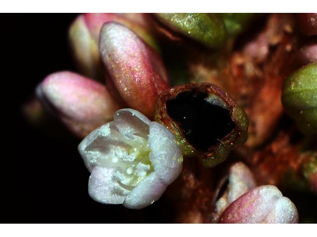 Polygonum pensylvanicum (Pennsylvania smartweed) #71559