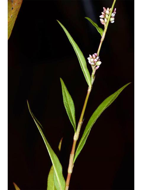 Polygonum pensylvanicum (Pennsylvania smartweed) #71560