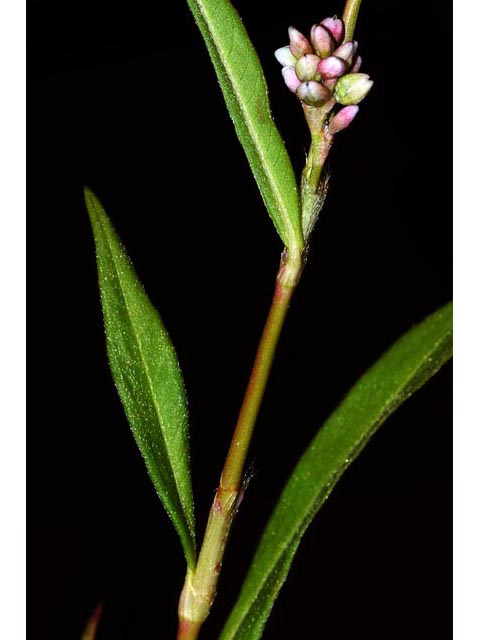 Polygonum pensylvanicum (Pennsylvania smartweed) #71561