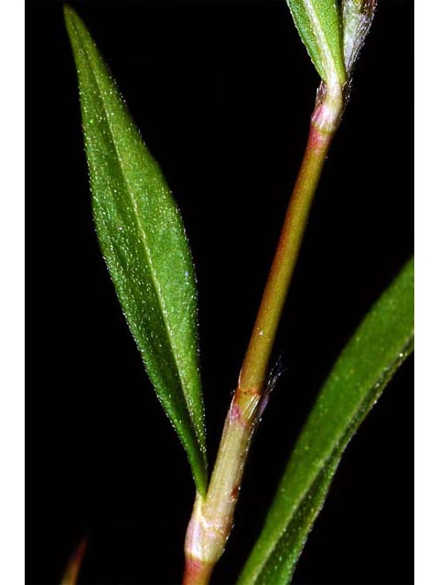 Polygonum pensylvanicum (Pennsylvania smartweed) #71562