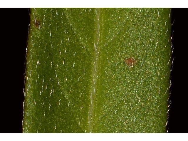 Polygonum pensylvanicum (Pennsylvania smartweed) #71572