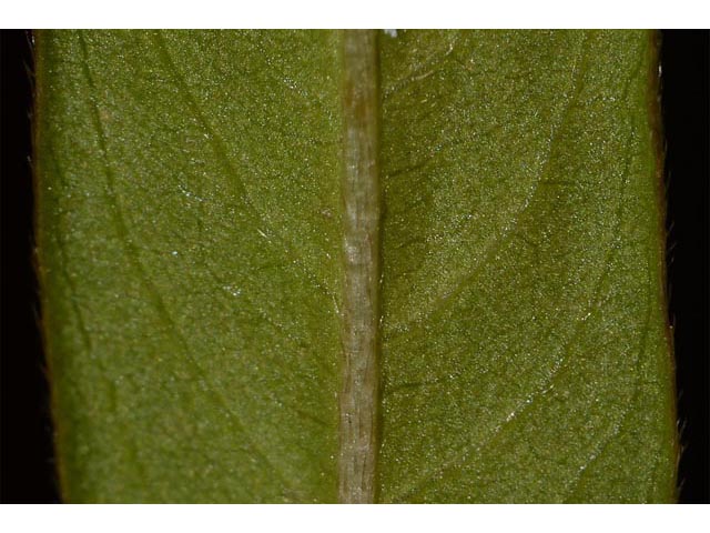 Polygonum pensylvanicum (Pennsylvania smartweed) #71575