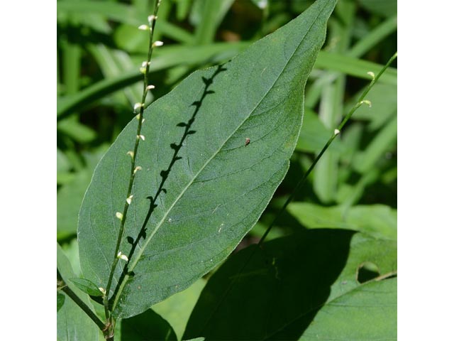 Polygonum virginianum (Jumpseed) #71637