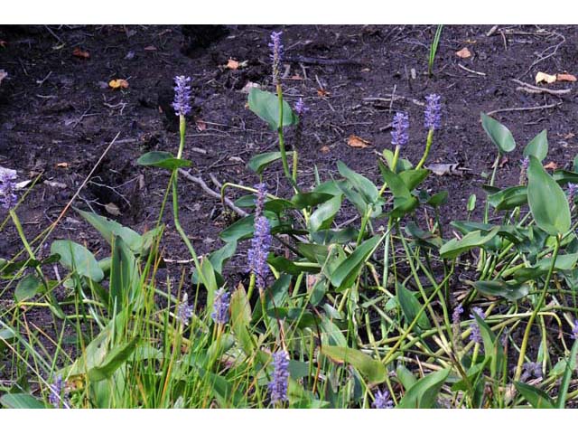 Pontederia cordata (Pickerelweed) #71692