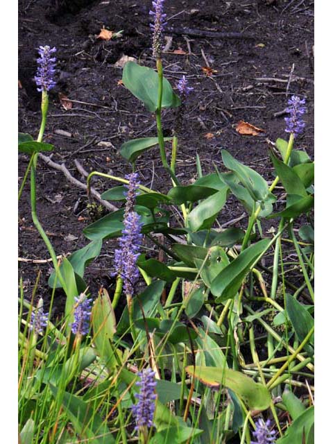 Pontederia cordata (Pickerelweed) #71693