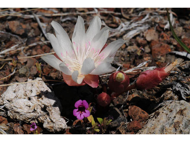 Lewisia rediviva (Bitter root) #71784