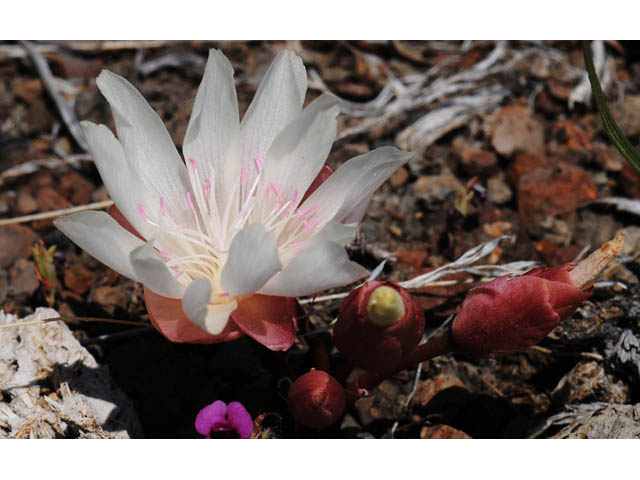 Lewisia rediviva (Bitter root) #71785