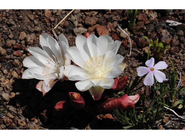 Lewisia rediviva (Bitter root) #71786