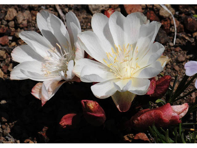 Lewisia rediviva (Bitter root) #71787