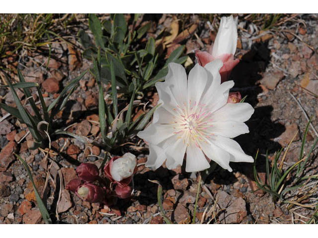 Lewisia rediviva (Bitter root) #71789