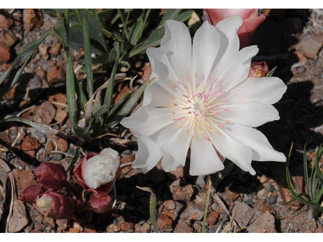 Lewisia rediviva (Bitter root) #71790