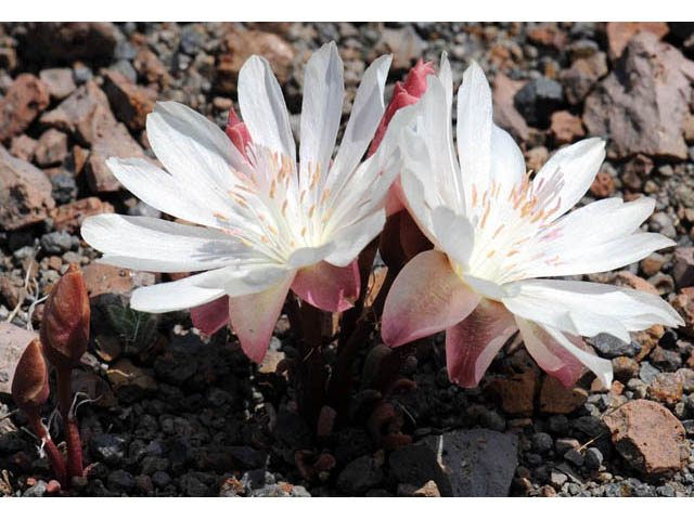 Lewisia rediviva (Bitter root) #71793