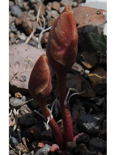 Lewisia rediviva (Bitter root) #71794