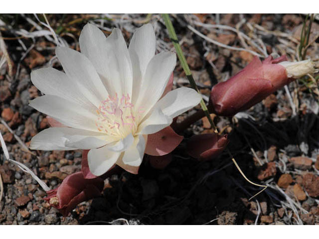 Lewisia rediviva (Bitter root) #71798