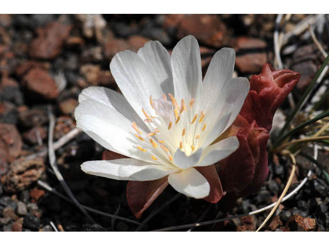 Lewisia rediviva (Bitter root) #71800