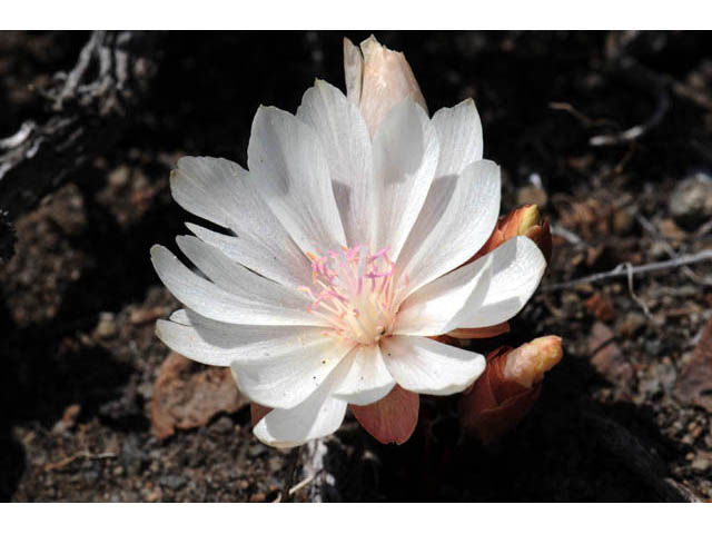 Lewisia rediviva (Bitter root) #71802