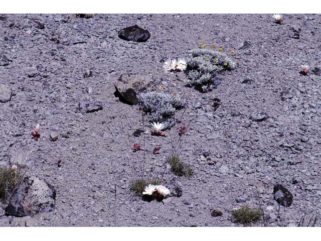 Lewisia rediviva (Bitter root) #71803