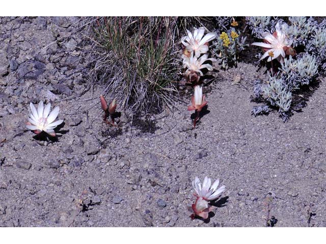 Lewisia rediviva (Bitter root) #71806