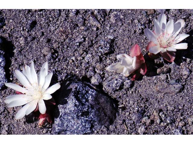 Lewisia rediviva (Bitter root) #71808