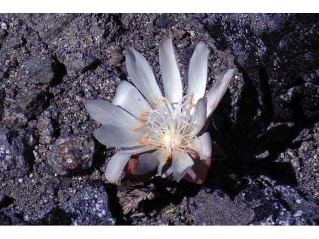 Lewisia rediviva (Bitter root) #71809