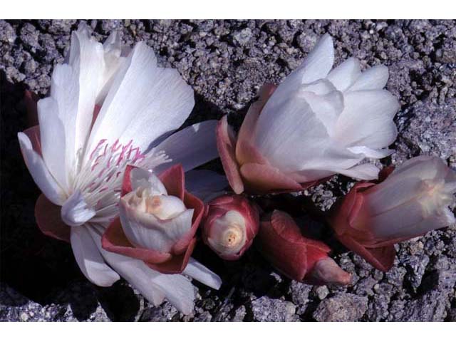 Lewisia rediviva (Bitter root) #71815