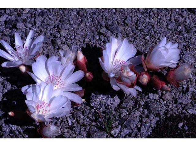 Lewisia rediviva (Bitter root) #71817