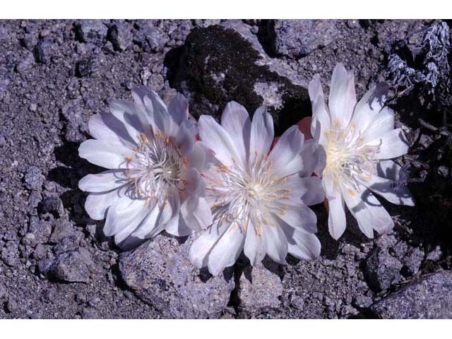 Lewisia rediviva (Bitter root) #71822