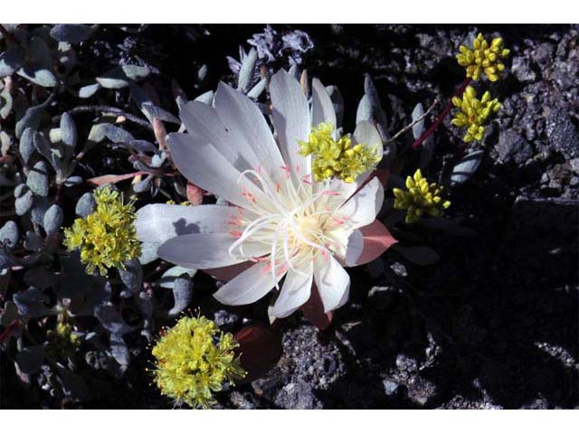 Lewisia rediviva (Bitter root) #71827