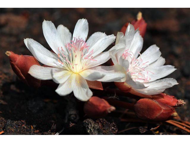 Lewisia rediviva (Bitter root) #71829