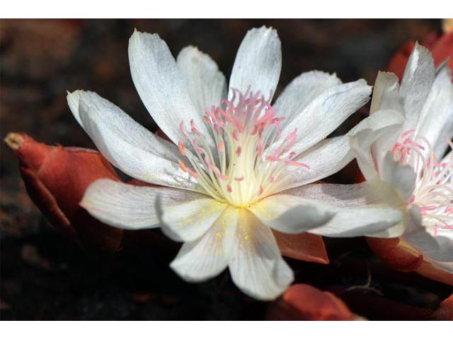 Lewisia rediviva (Bitter root) #71830