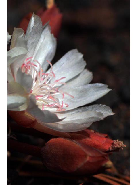 Lewisia rediviva (Bitter root) #71831