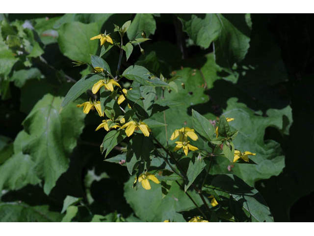 Lysimachia ciliata (Fringed loosestrife) #71849