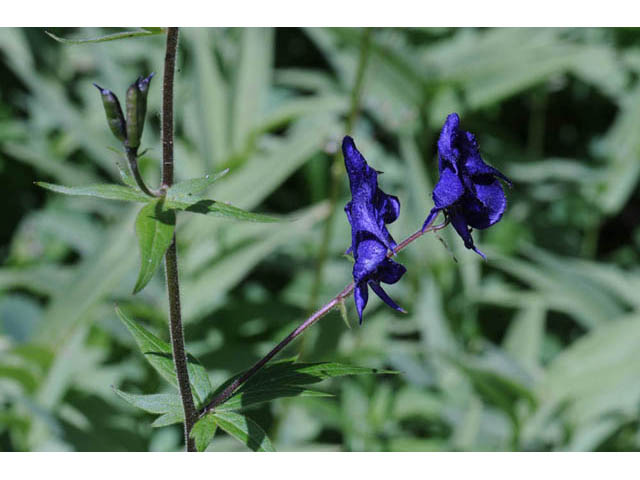 Aconitum columbianum ssp. columbianum (Columbian monkshood) #71886