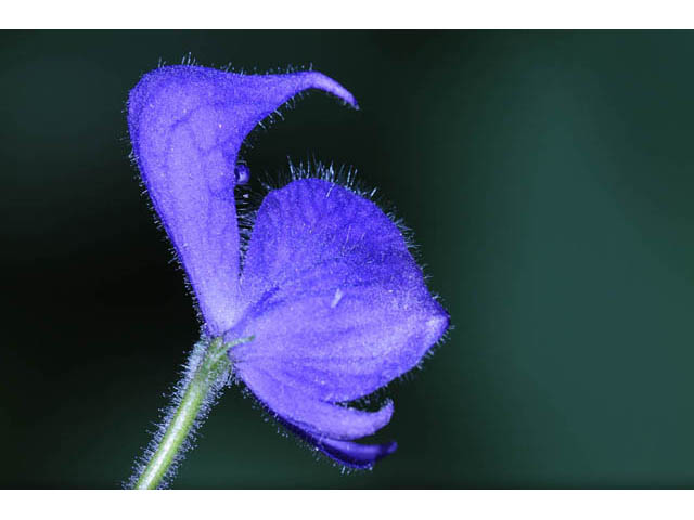 Aconitum columbianum (Columbian monkshood) #71916