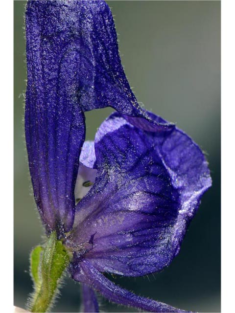 Aconitum columbianum (Columbian monkshood) #71927