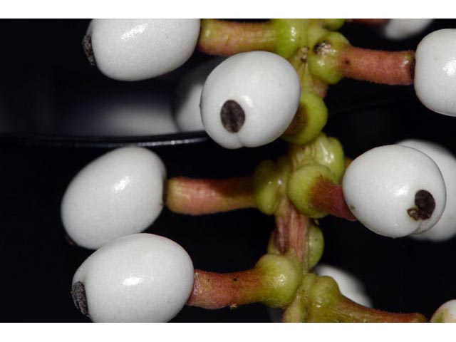 Actaea pachypoda (White baneberry) #71953