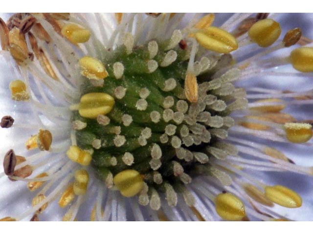 Anemone canadensis (Canadian anemone) #71988