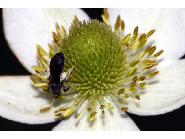 Anemone canadensis (Canadian anemone) #71997