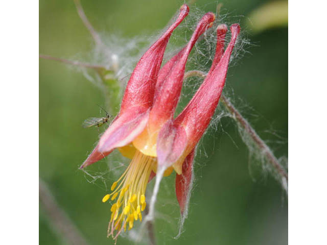 Aquilegia canadensis (Eastern red columbine) #72032