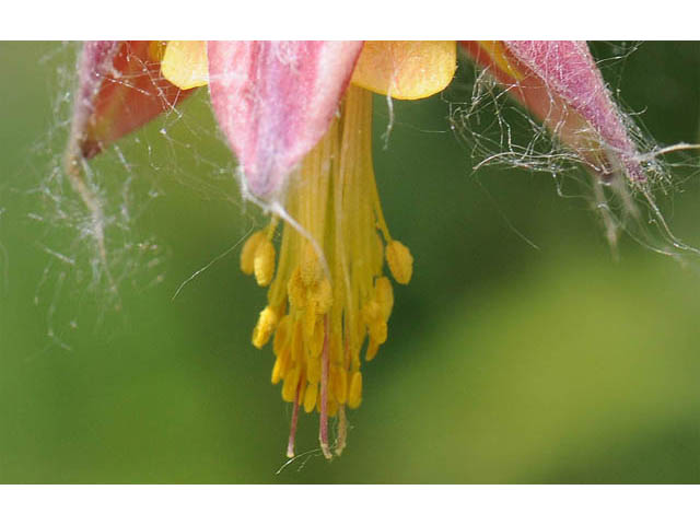 Aquilegia canadensis (Eastern red columbine) #72036