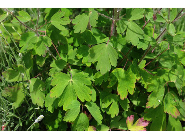 Aquilegia canadensis (Eastern red columbine) #72040