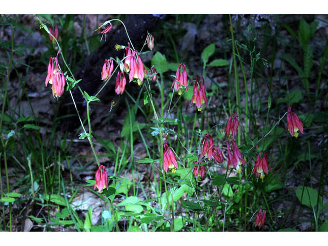 Aquilegia canadensis (Eastern red columbine) #72048