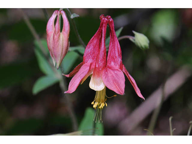 Aquilegia canadensis (Eastern red columbine) #72062