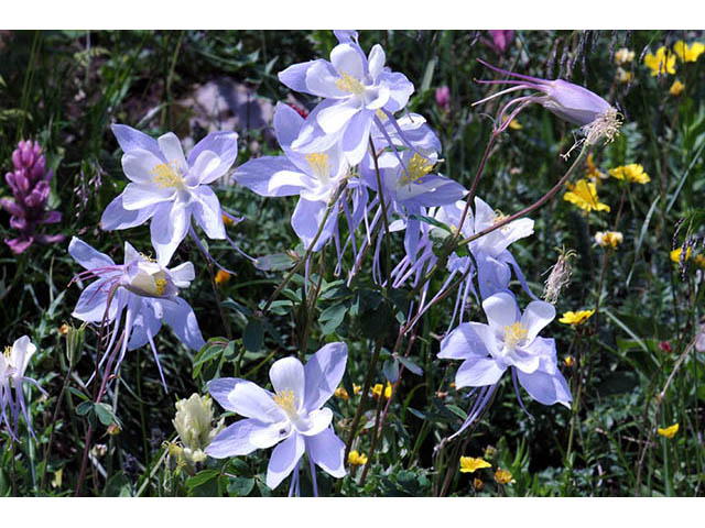 Aquilegia coerulea var. coerulea (Colorado blue columbine) #72081